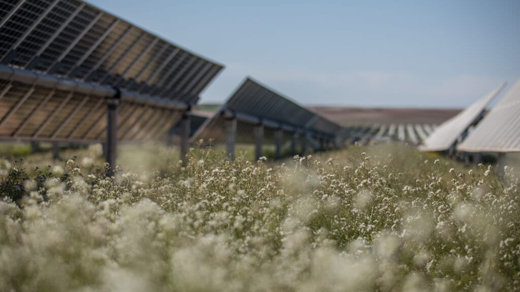 Biodiversity in a solar park: Flowers and vegetation growing between solar trackers, illustrating pollinator habitat or land management.