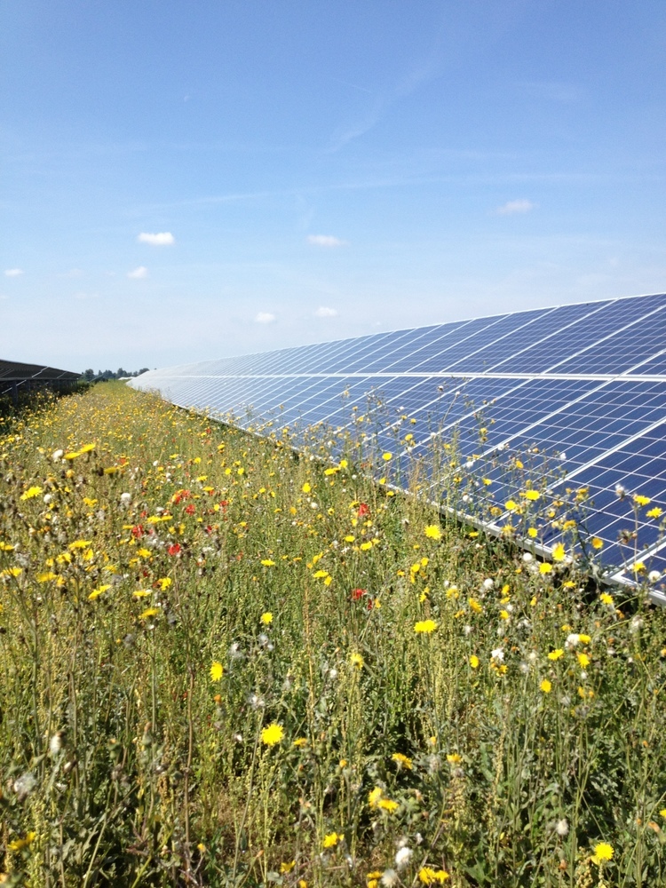 Colourful wildflowers growing amongst solar panels, sunny blue sky in the background