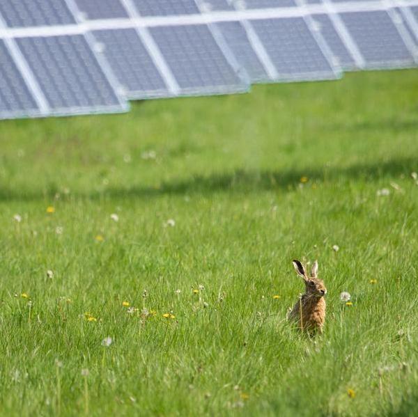 A hare in long green grass, rows of solar panels in the background