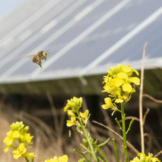 A close up of a bee mid flight towards yellow flowers, solar panels in the background