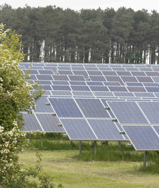 A field of solar panels, a hedge with white flowers in the foreground and a row of tall trees in the background
