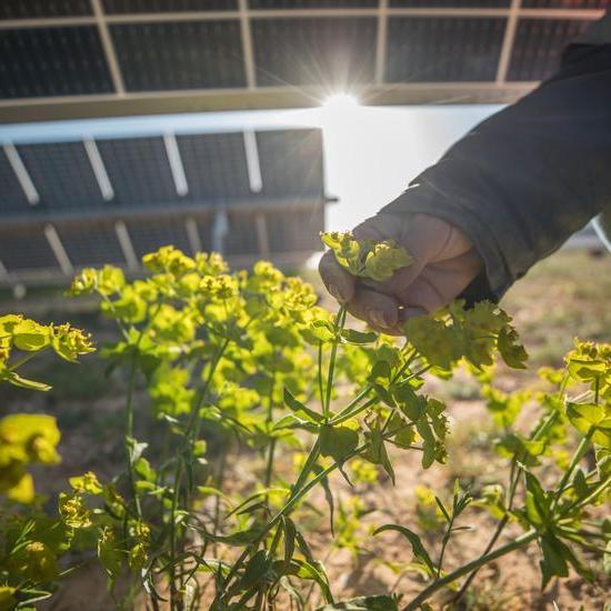 a hand holding yellow flowers growing beneath solar panels