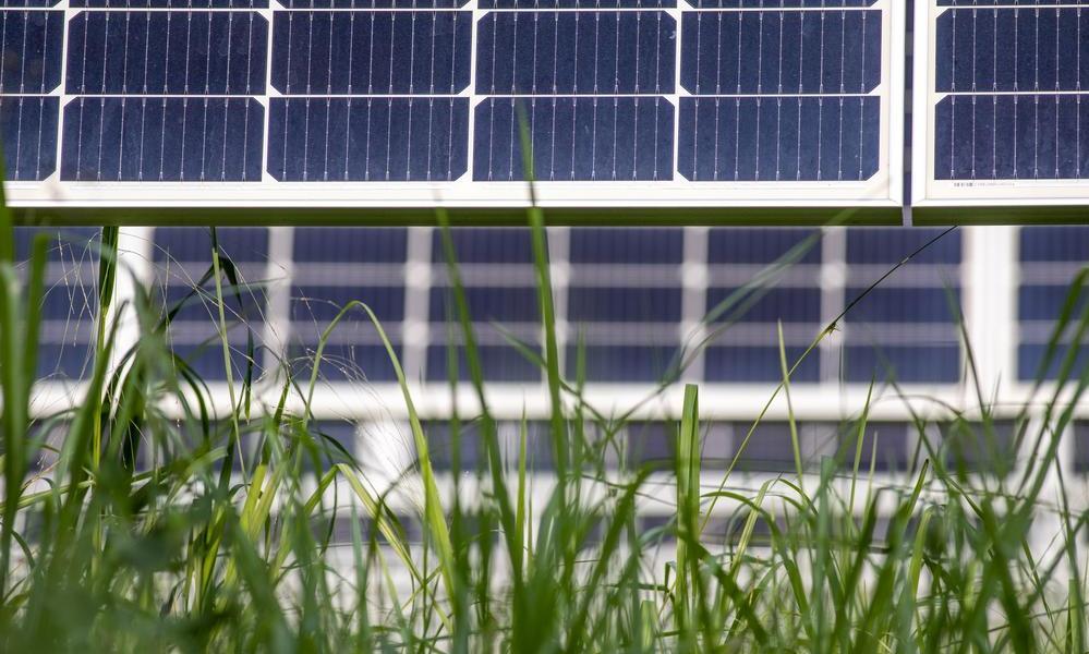 close up of green grass growing underneath solar panels