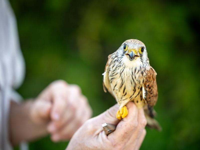 Close-up of a kestrel held by an ecologist, highlighting the project's bird conservation and habitat survey work.