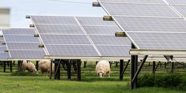 Sheep grazing on green grass amongst solar panels