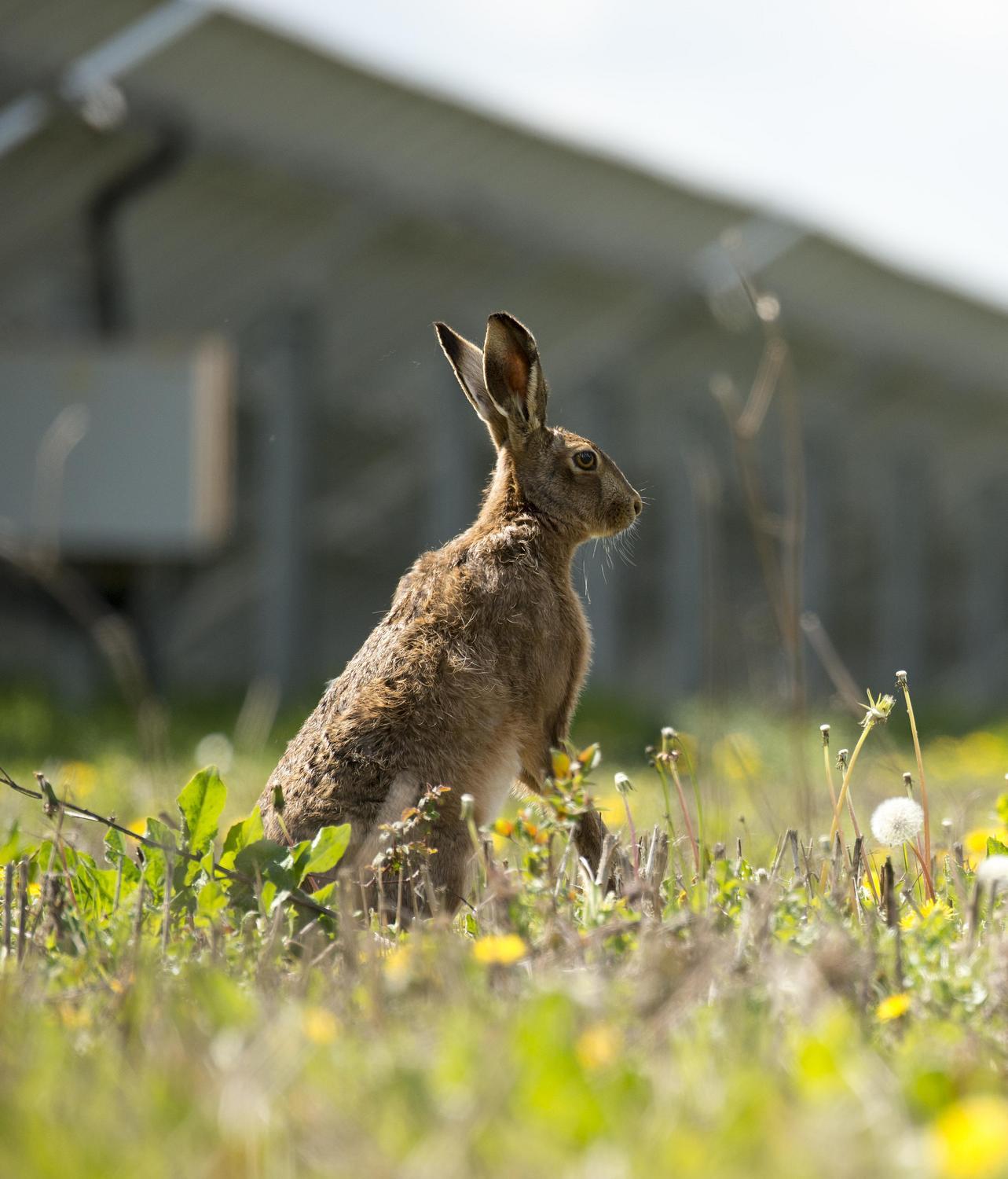 Hare in grass with solar panels in the background symbolizing biodiversity and nature conservation on the farm.