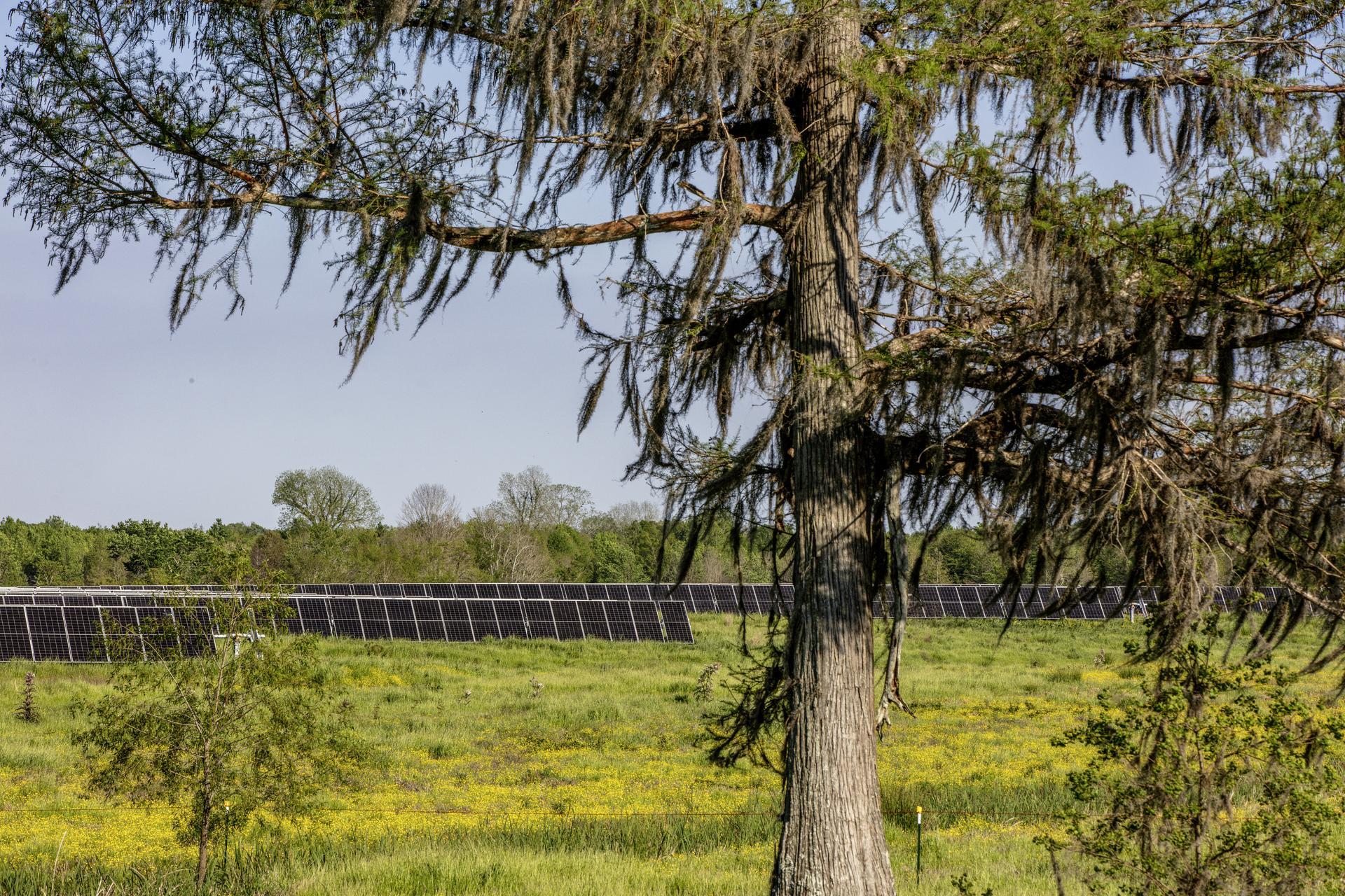 A tree in the foreground with rows of solar panels in the background at Oxbow Solar in Pointe Coupee Parish, Louisiana.