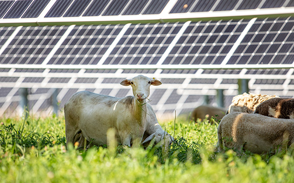 A sheep grazes in green grass beneath rows of solar panels at a Lightsource bp solar project on a sunny day.