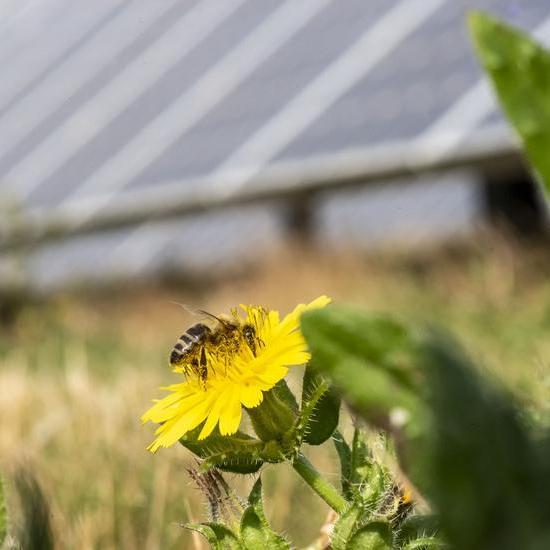 A close up of a bee on a yellow flower, solar panels in the background