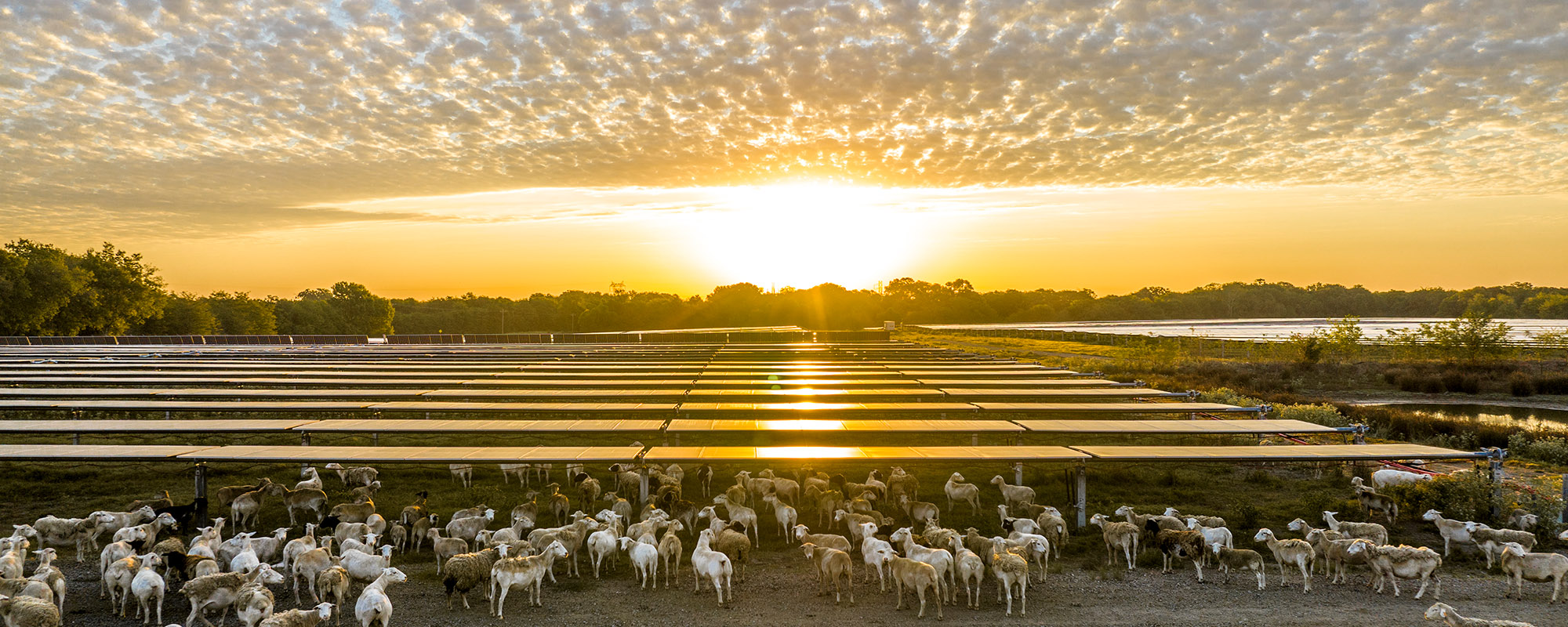 Sunrise over the Lightsource bp Impact solar project in Lamar County, Texas, part of their US Projects portfolio, with sheep grazing among rows of panels under a dramatic cloud-filled sky.