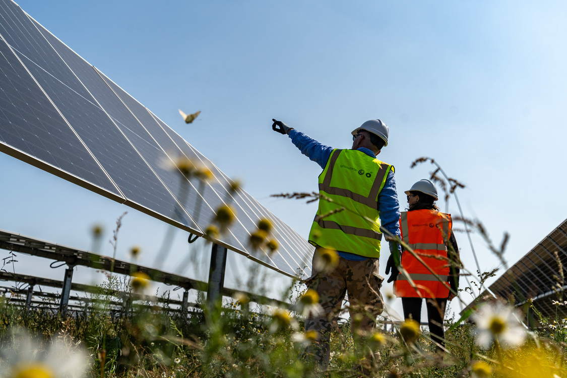 low angle shot through flowers in the foreground of two people in full PPE looking across rows of solar panels, blue sky in the background