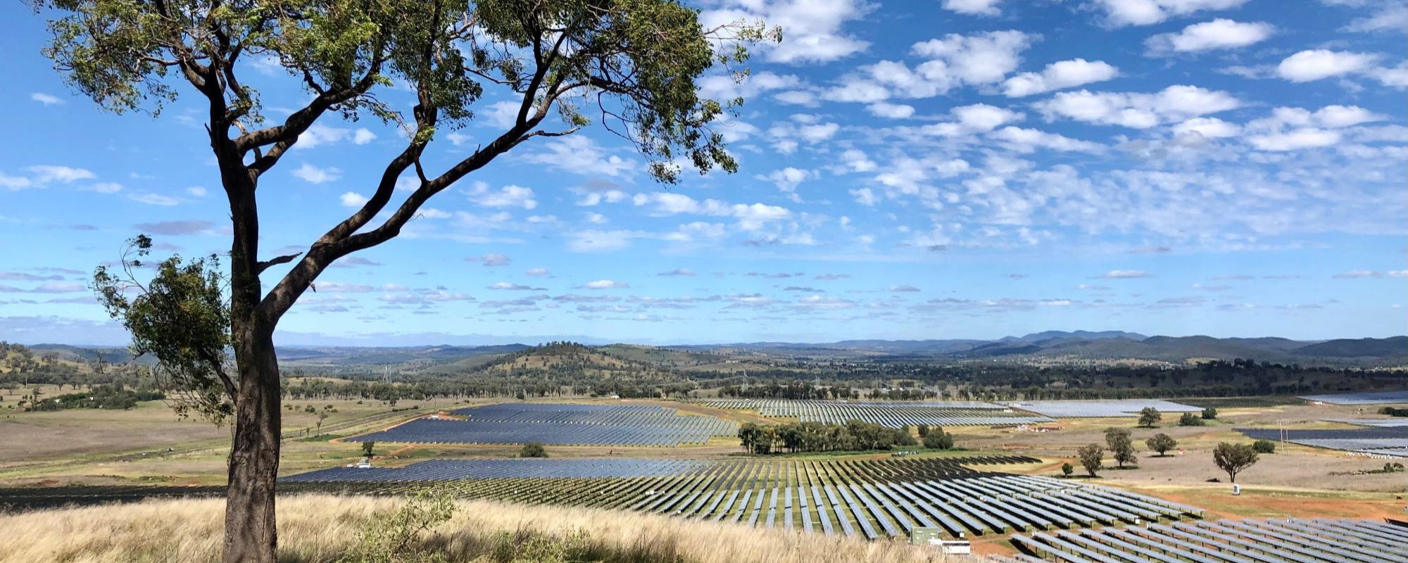 solar panels in field with tree