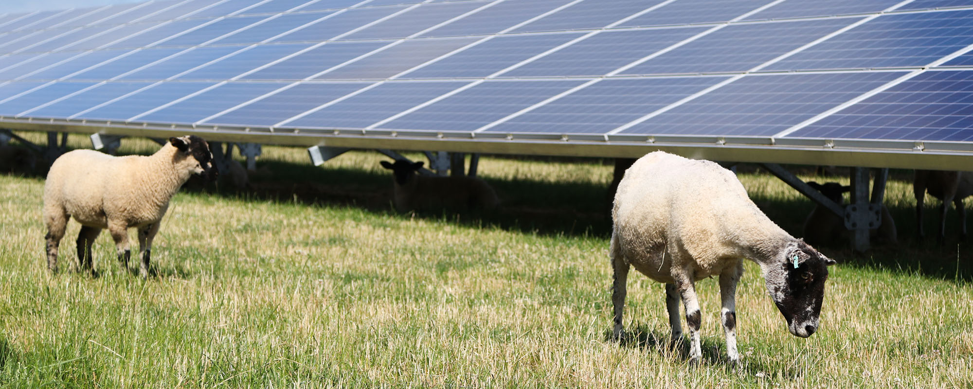 heep graze in green grass beneath rows of solar panels at a Lightsource bp solar project on a sunny day.