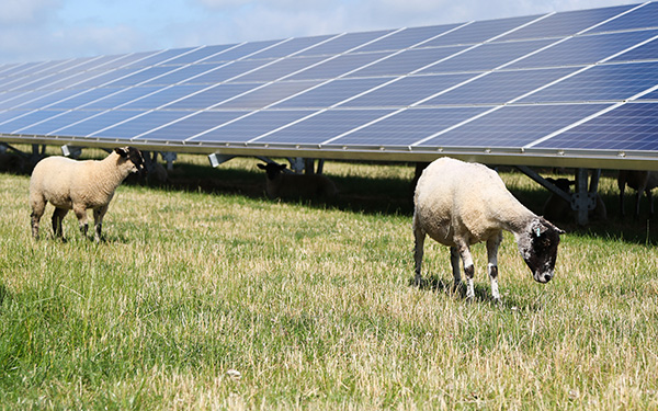 Two sheep graze in green grass among rows of solar panels at a Lightsource bp solar project under a partly cloudy sky.