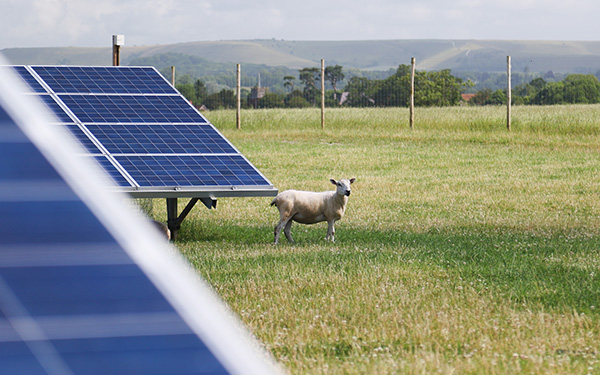 A sheep grazes in a green field beside solar panels at a Lightsource bp solar project, with rolling hills visible in the background.