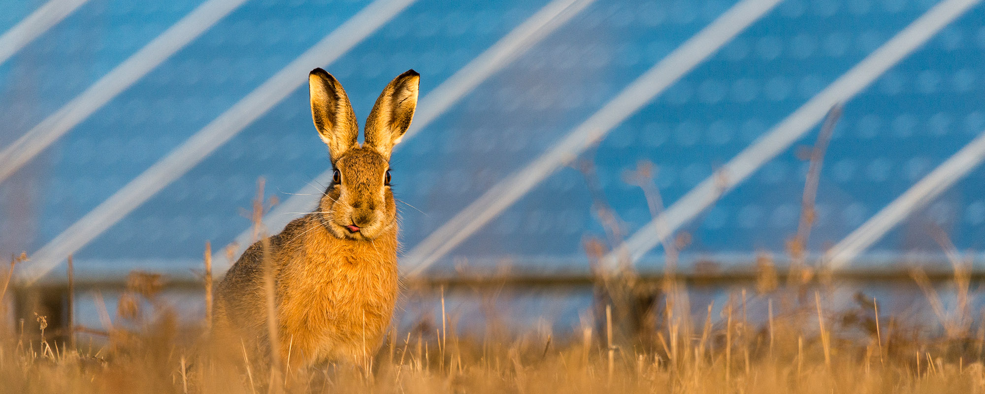 A brown hare stands alert in golden grass with solar panels blurred in the background at a Lightsource bp solar project.