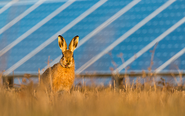 A brown hare sits alert in golden grass with solar panels blurred in the background at a Lightsource bp solar project.