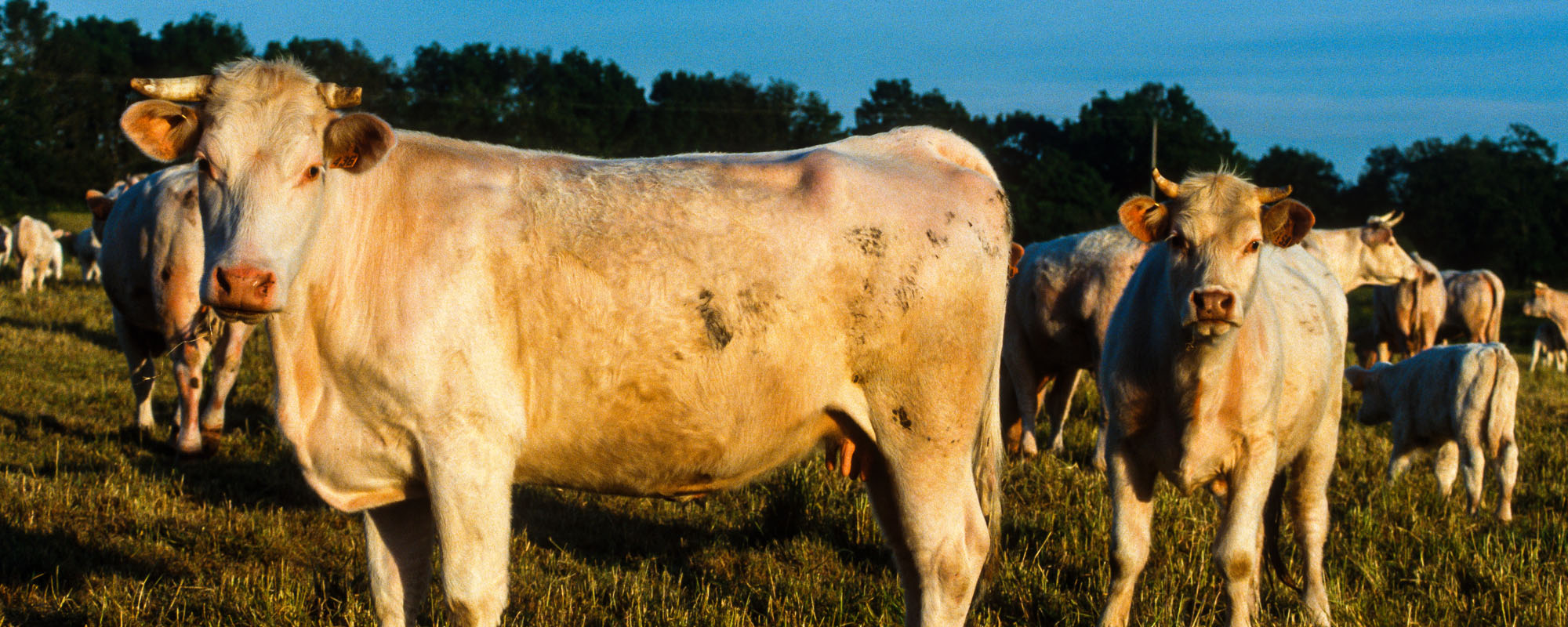 Herd of cows in a field