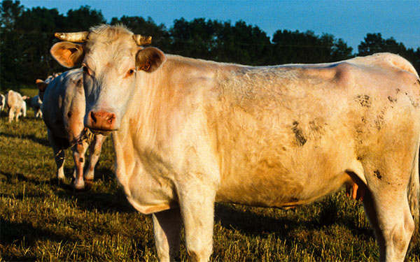 Herd of cows in a field