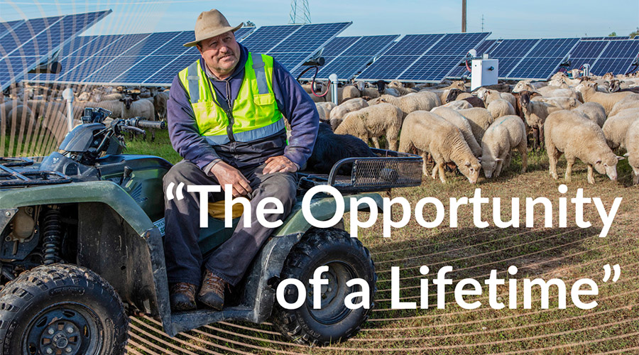 "The opportunity of a lifetime": Sheep farmers find new hope with solar