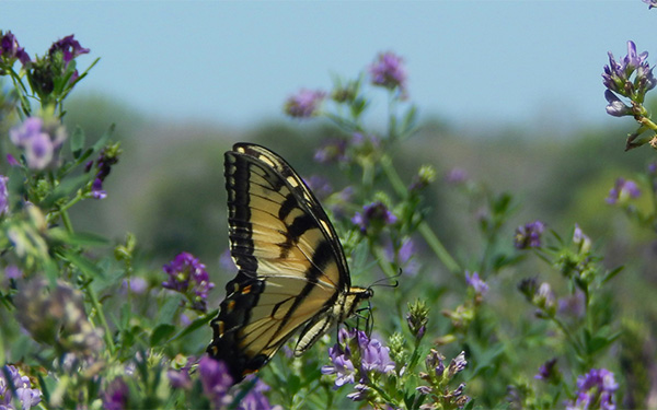 Butterfly on a plant
