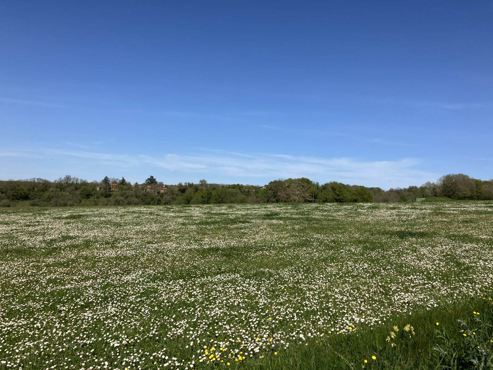 A wide view of a green field densely covered with white daisies under a clear blue sky.