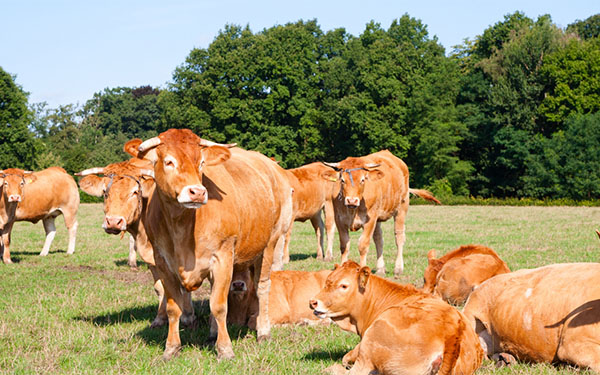 Herd of brown cows in a field