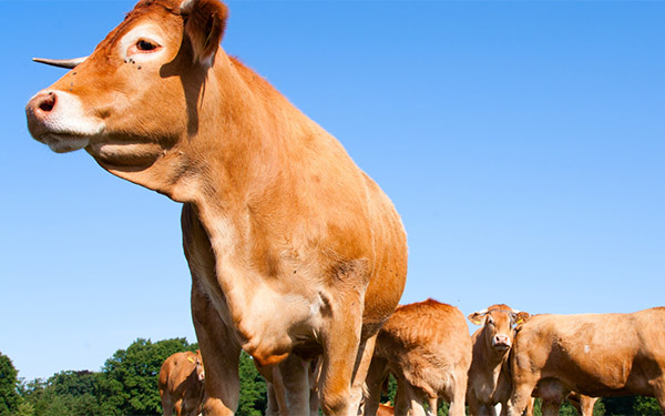 herd of brown cows