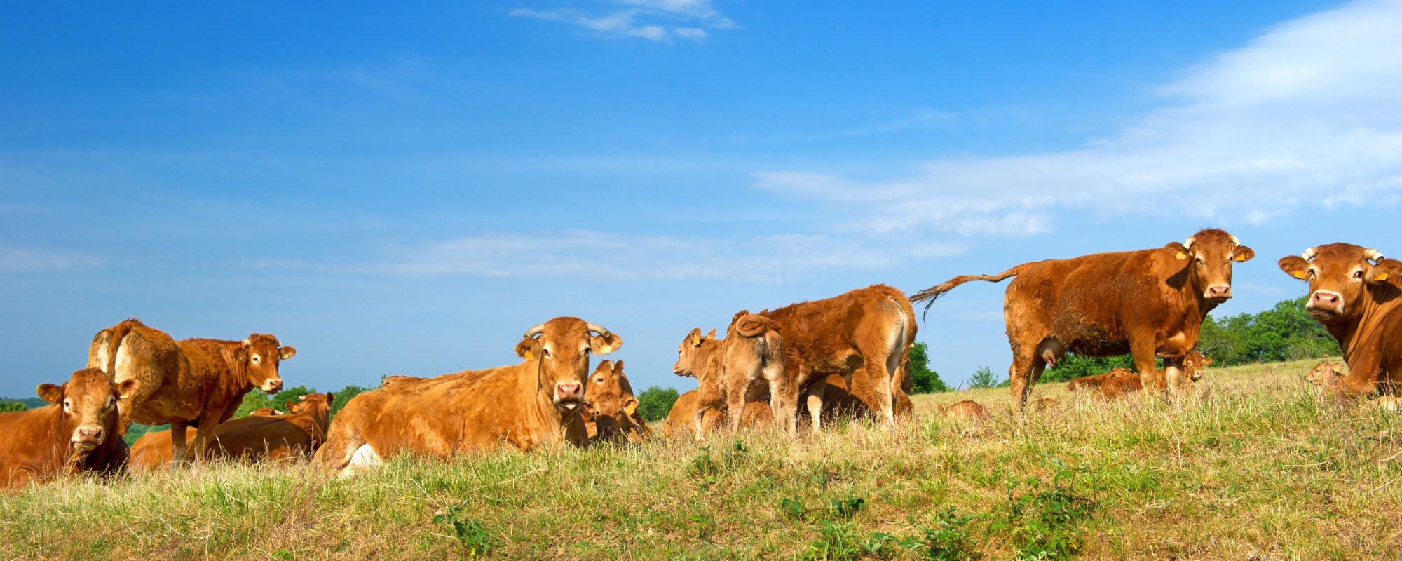 Herd of brown cows in a field