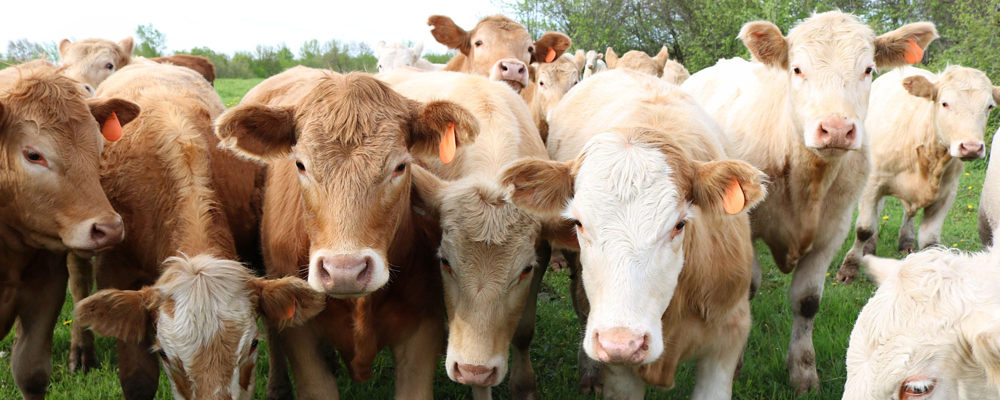 Herd of cows in a field