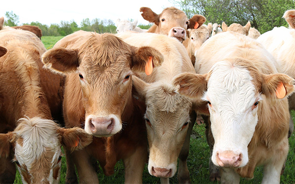 Herd of cows in a field
