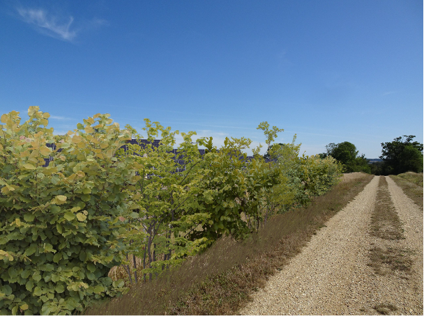 A protective green vegetation screen or hedge obscuring the solar panels from the access track, demonstrating the site's landscaping and visual mitigation measures.

