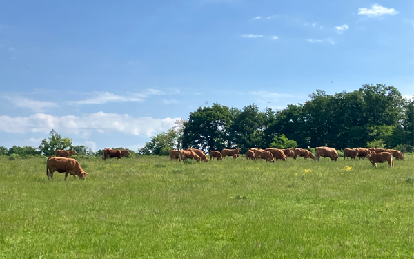 Brown cows eating grass in a sunny field with trees along the horizon.