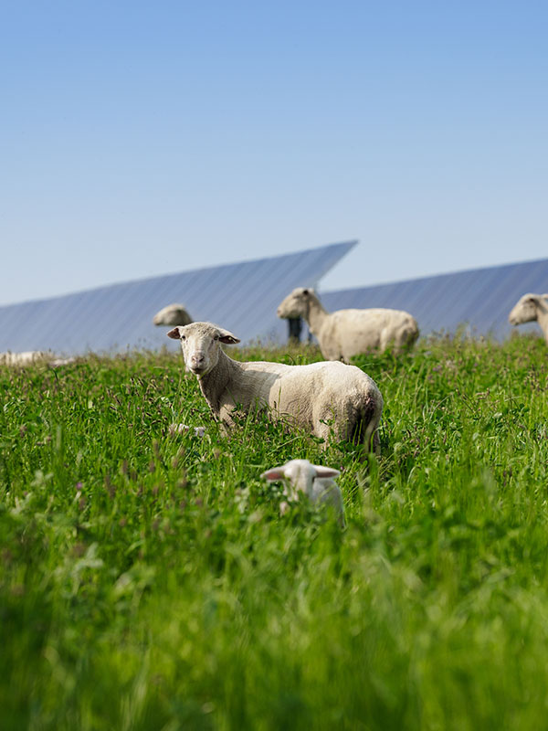 sheep in long grass, solar panels in the background