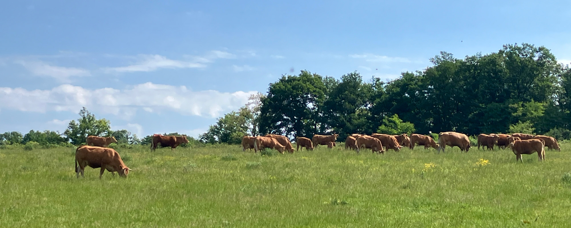 Brown cows eating grass in a sunny field with trees along the horizon.