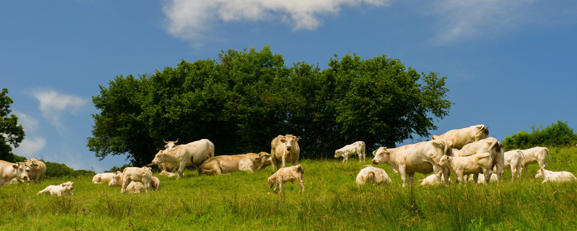a herd of cows in a field, trees and blue sky behind them