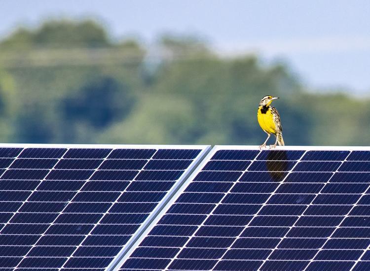 A small yellow and black bird perched on the edge of a solar panel with blurred green trees in the background under a clear sky.