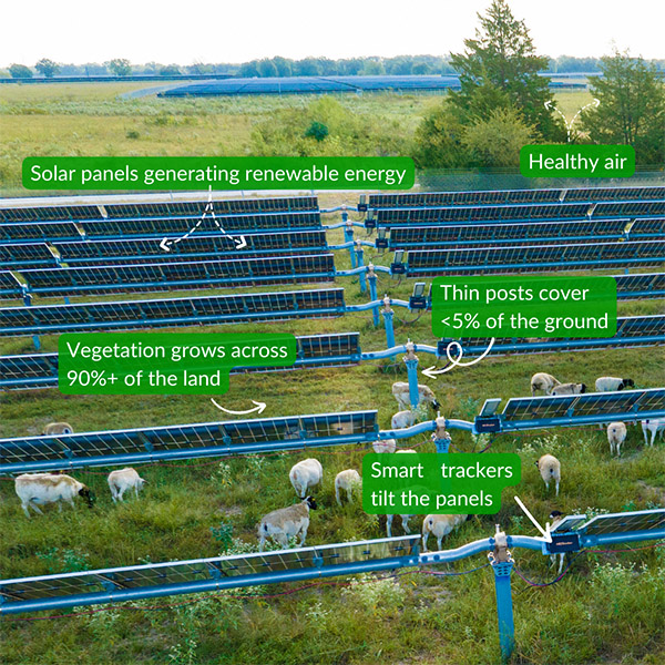 Annotated picture of sheep grazing on a solar farm explaining how solar and agrivoltaics works