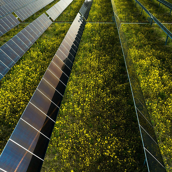 high shot looking down on a field of yellow flowers growing between rows of solar panels