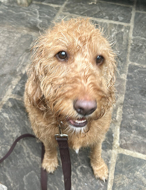 A close-up of a wet, curly-haired golden brown dog sitting on a stone floor, looking up with a slightly open mouth and wearing a brown leash.