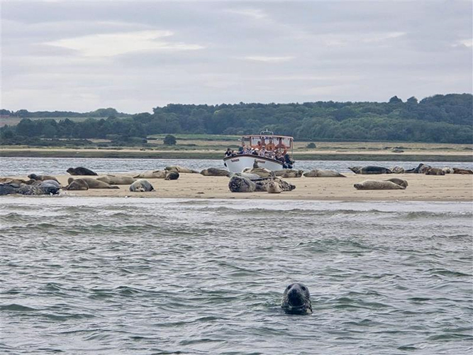 A group of seals lounging on a sandy shore with a small boat full of people nearby, and a single seal's head visible above the water in the foreground, with forested land in the background.