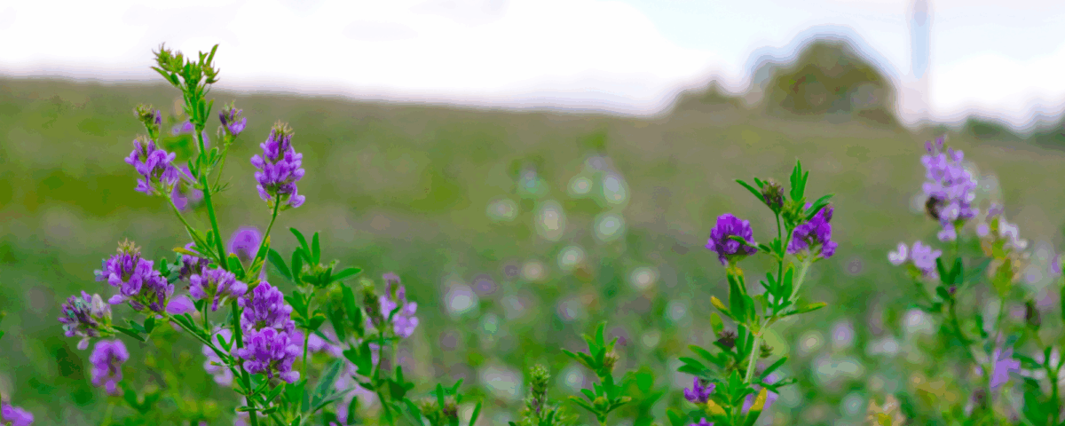 Purple wildflowers bloom in a sunlit green field under a soft sky, with a distant structure blurred in the background.
