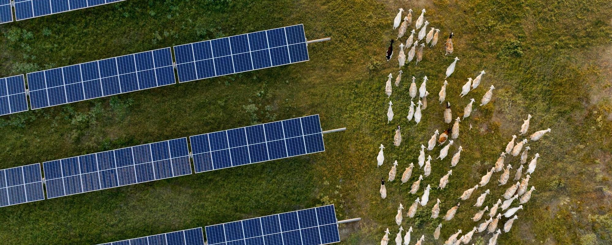 Aerial view of solar panels installed on green grassland with a herd of sheep grazing nearby, illustrating sustainable land use and renewable energy coexistence.