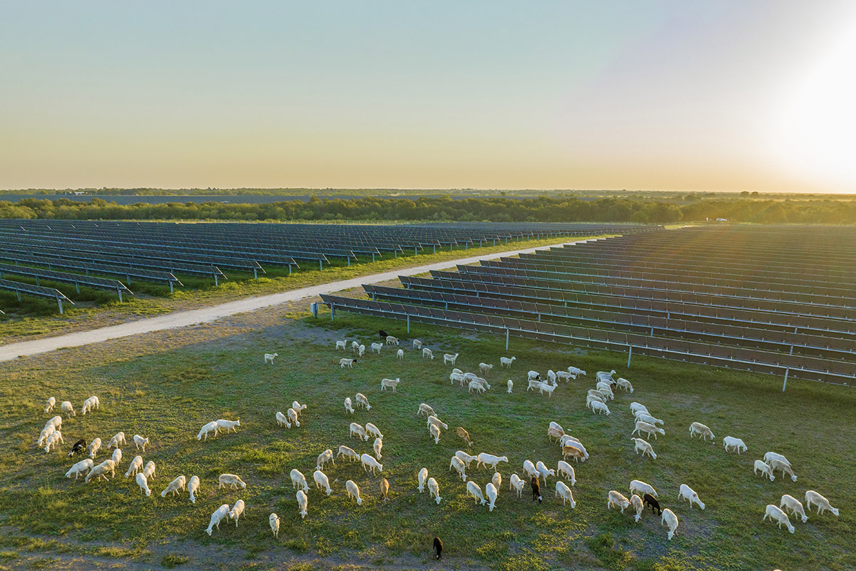 Wide-angle view of a solar farm during sunset with rows of solar panels stretching into the distance and a large flock of sheep grazing on the grass beneath and around the panels, highlighting the integration of renewable energy and sustainable grazing practices.