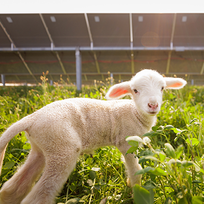 Close-up of a young lamb standing on green grass with solar panels visible in the background, capturing a peaceful and natural scene of livestock grazing near renewable energy installations.
