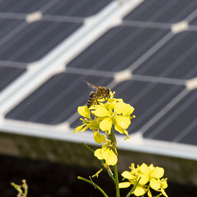 Close-up image of a bee collecting nectar from a vibrant yellow flower, with solar panels blurred in the background, highlighting the coexistence of pollinators and renewable energy.