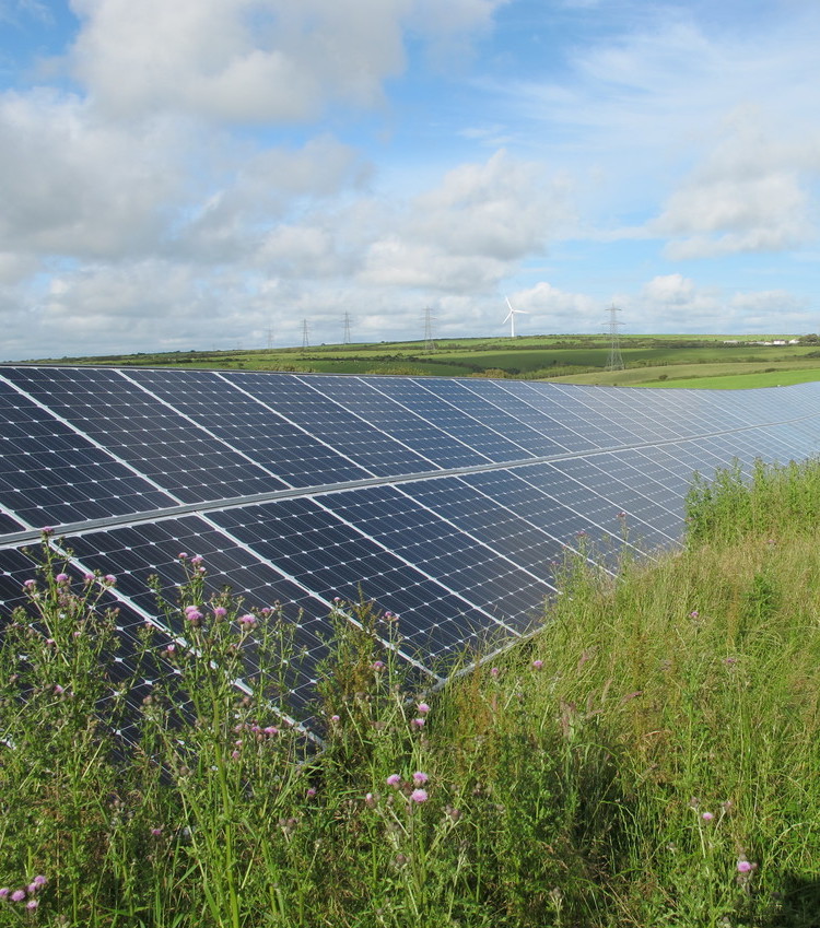 Solar panels with flowers and plants growing in the foreground, green fields in the background and a cloudy blue sky, a wind turbine in the background