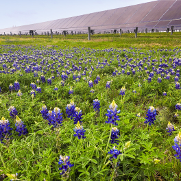 A field of blooming bluebonnets growing beneath a solar farm, showcasing the potential for biodiversity and ecological benefits within renewable energy projects.